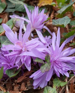 Colchicum waterlily.jpg